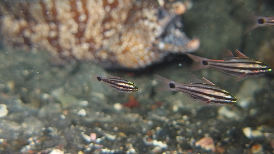 カラフルな魚で海の中はにぎやかです。: アカコッコからの手紙