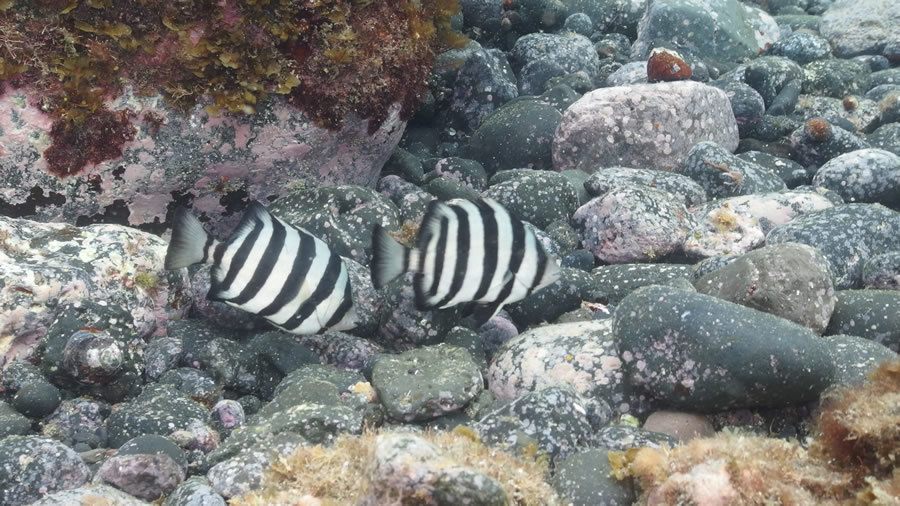 カラフルな魚で海の中はにぎやかです。: アカコッコからの手紙