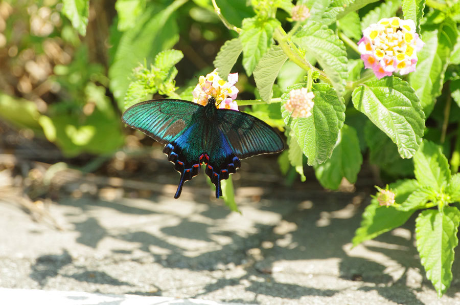 おうちで見られる三宅島の生き物9「カラスアゲハ」: アカコッコからの手紙