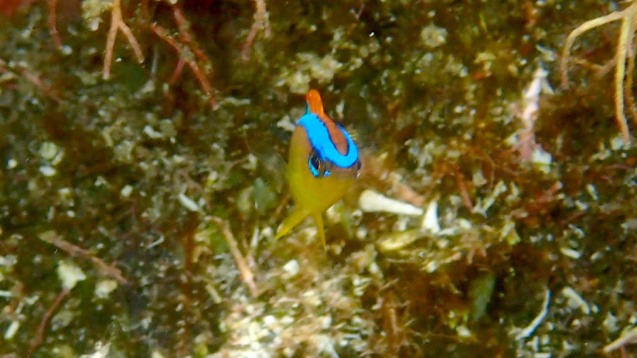 海の中はとってもにぎやか: アカコッコからの手紙