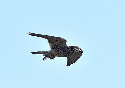 s-DSC_3742_00002.jpg